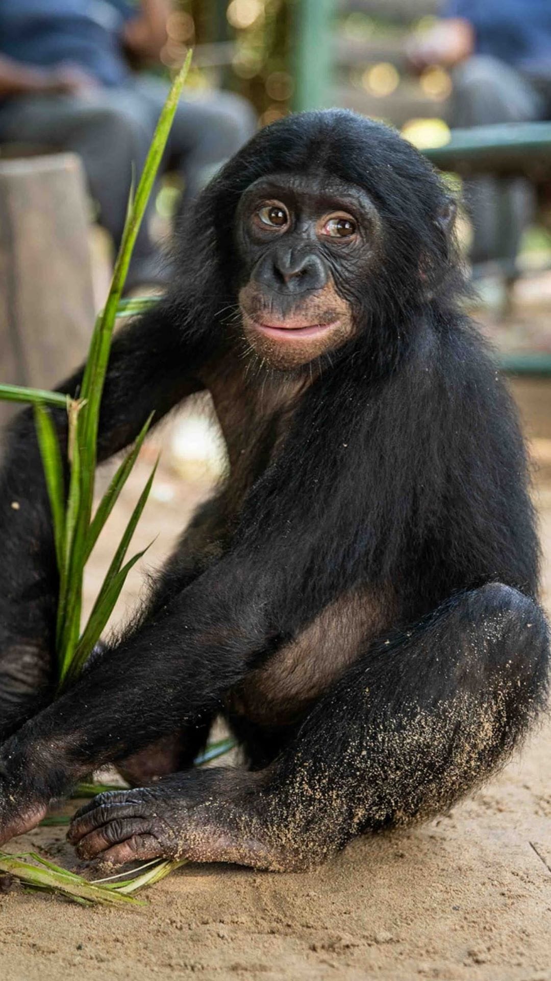 Smiling Bonobo
