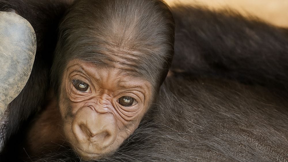 Asha newborn Gorilla baby