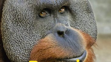 Berani the Orangutan in Pictures