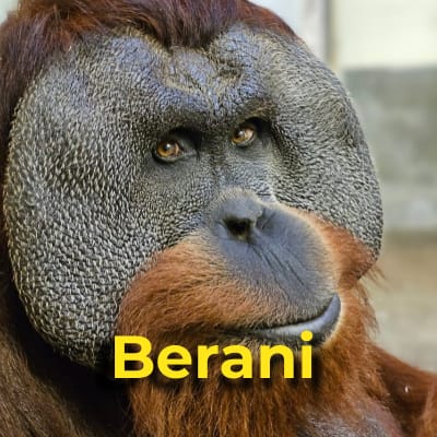 Berani the Orangutan in Pictures