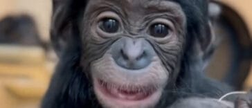 Daisy The Bonobo in Pictures