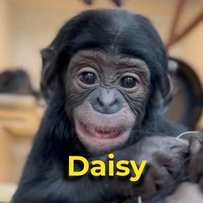 Daisy The Bonobo in Pictures