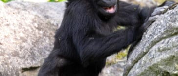 Jabari the Gorilla in Pictures