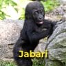 Jabari the Gorilla in Pictures