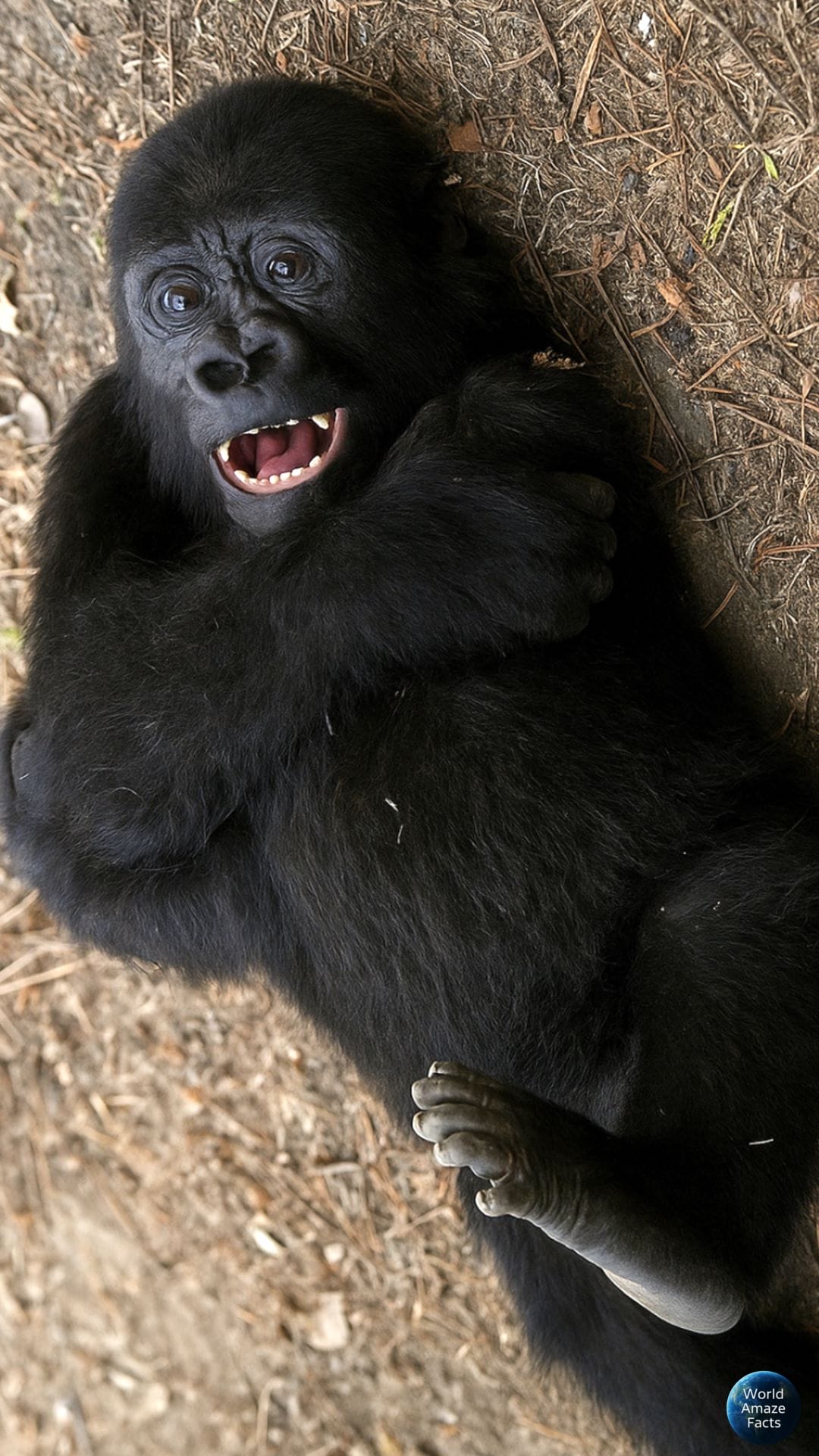 Zeytin Gorilla baby (Mobile )