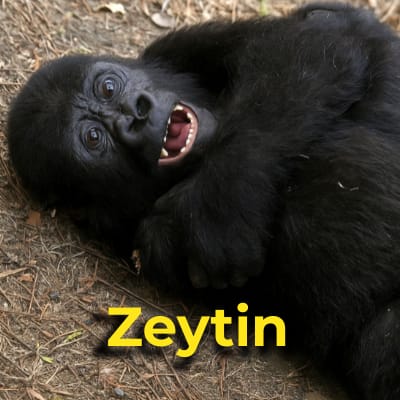 Zeytin the Gorilla