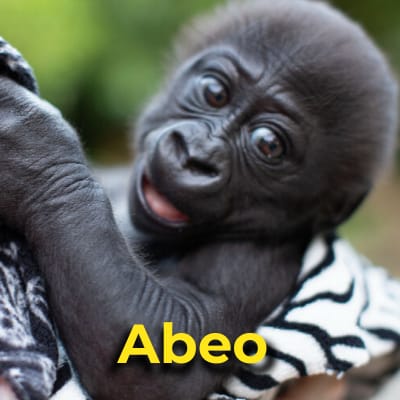Abeo the gorilla