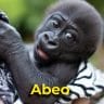 Abeo the gorilla