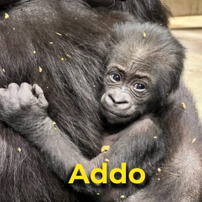 Addo the gorilla