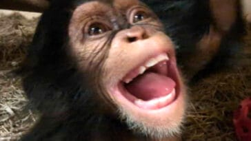 Alizeti the chimpanzee