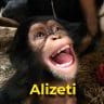 Alizeti the chimpanzee