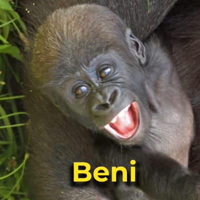 Beni the gorilla