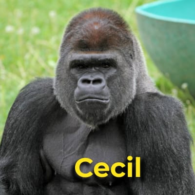 Cecil the gorilla