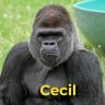 Cecil the gorilla