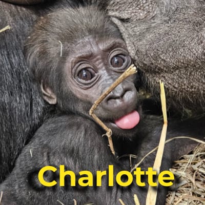 Charlotte the gorilla