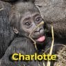Charlotte the gorilla
