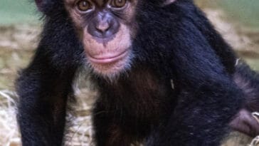 Ekon the chimpanzee