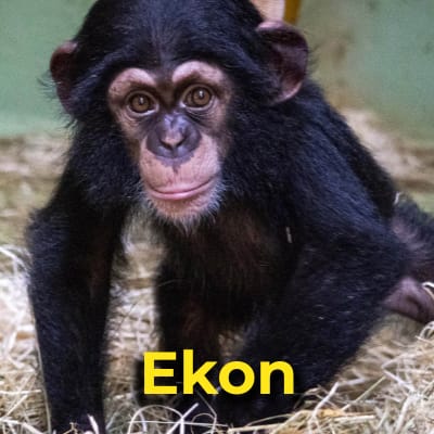 Ekon the chimpanzee