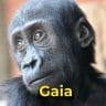 Gaia the gorilla