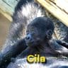 Gila the gorilla