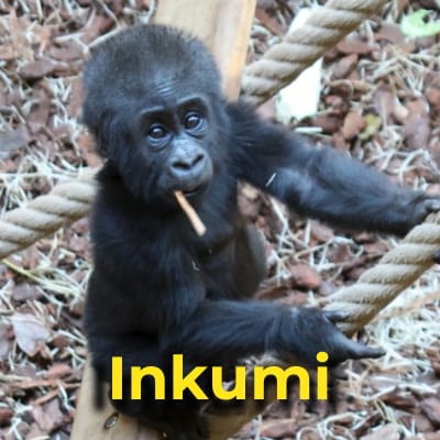 Inkumi the gorilla