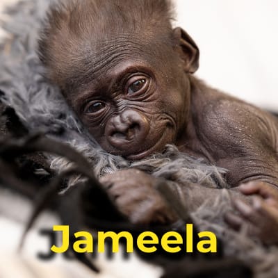 Jameela the gorilla