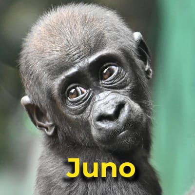 Juno the gorilla
