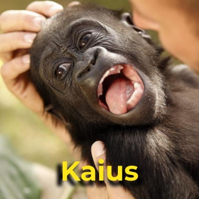 Kaius the gorilla