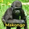 Makongo the gorilla