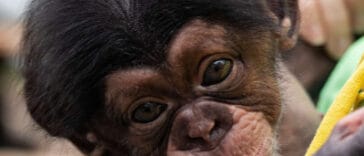 Makutu the chimpanzee