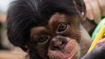 Makutu the chimpanzee