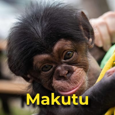 Makutu the chimpanzee