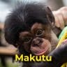 Makutu the chimpanzee