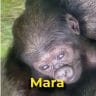 Mara the gorilla