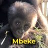 Mbeke the gorilla