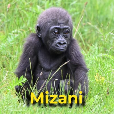Mizani the gorilla