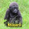 Mizani the gorilla
