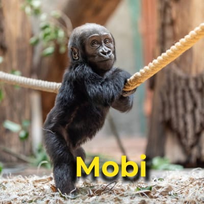 Mobi the gorilla