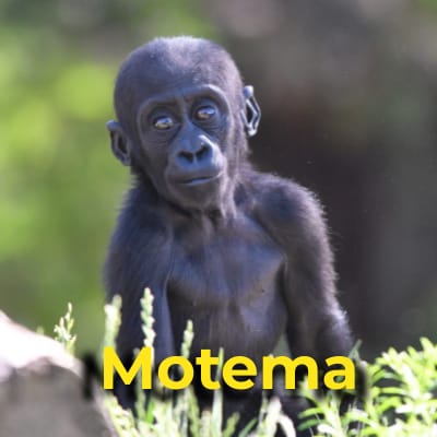 Motema the gorilla