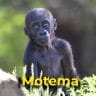 Motema the gorilla