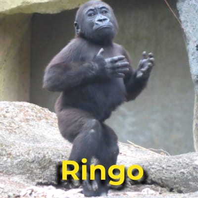 Ringo the gorilla