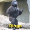 Ringo the gorilla