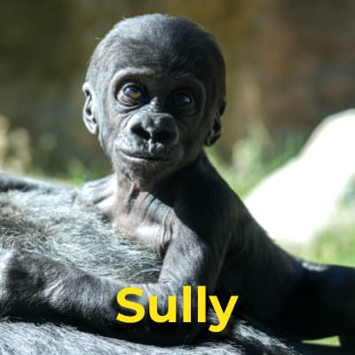 Sully the gorilla