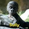 Sully the gorilla