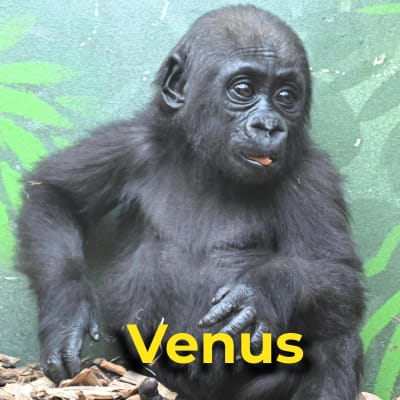 Venus the gorilla
