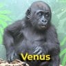Venus the gorilla