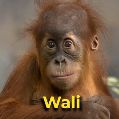 Wali the orangutan