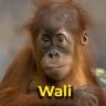 Wali the orangutan