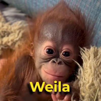 Weila the Orangutan
