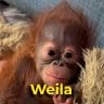 Weila the Orangutan